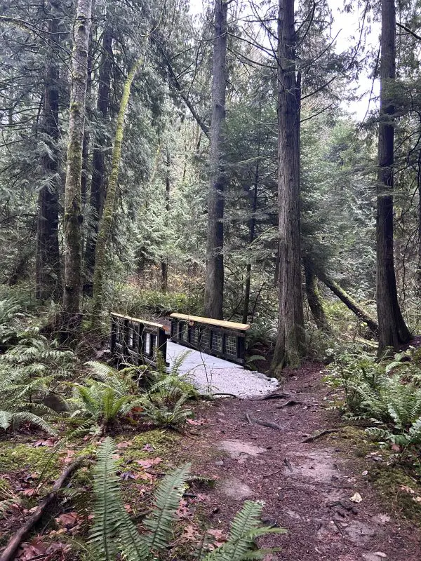 A small bridge on a wooded path