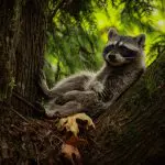 Raccoon rests in tree