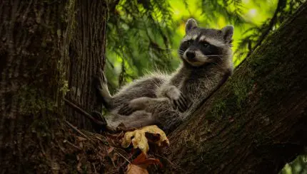 Raccoon rests in tree