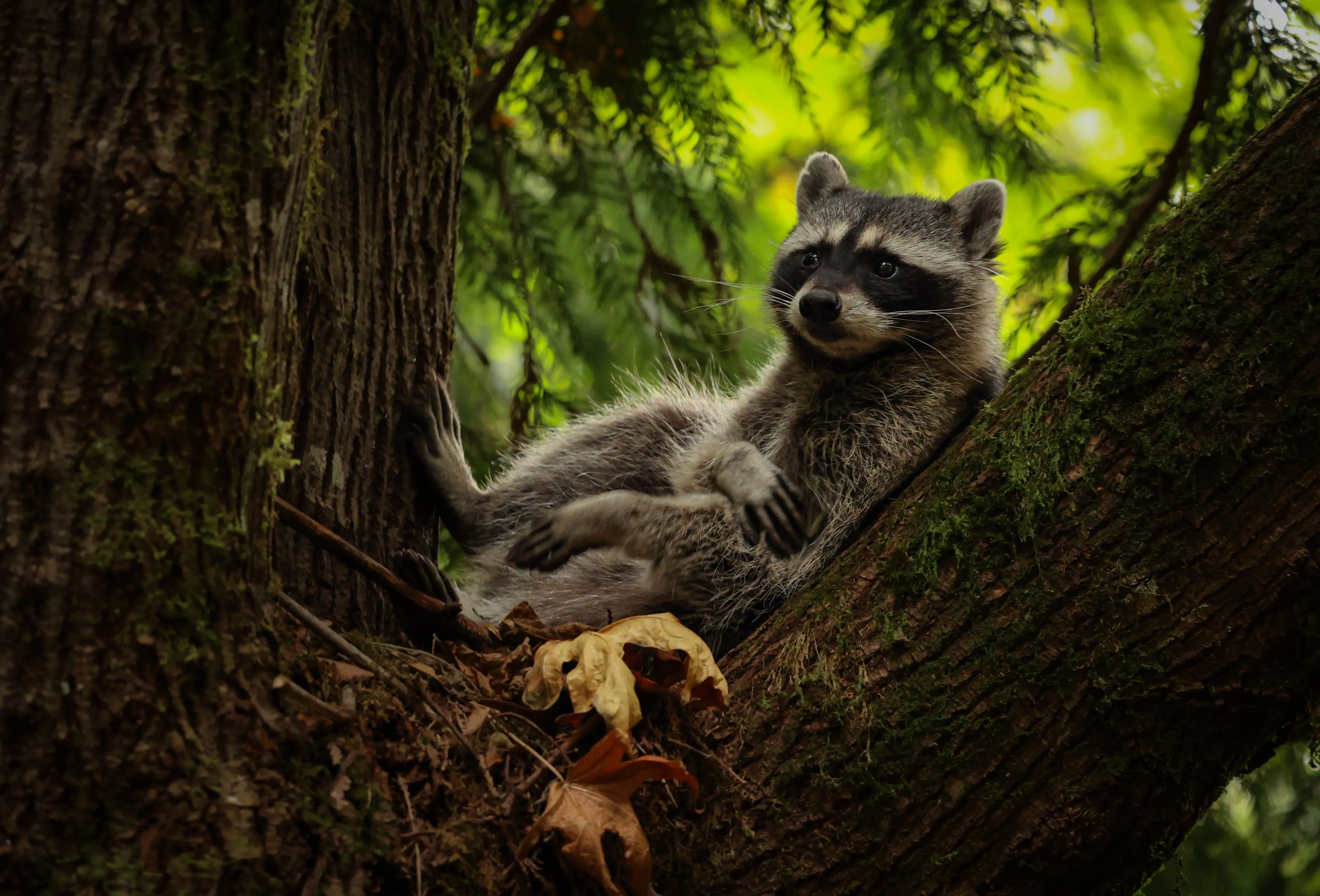 Raccoon rests in tree