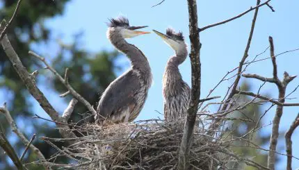 Two baby herons in a nest
