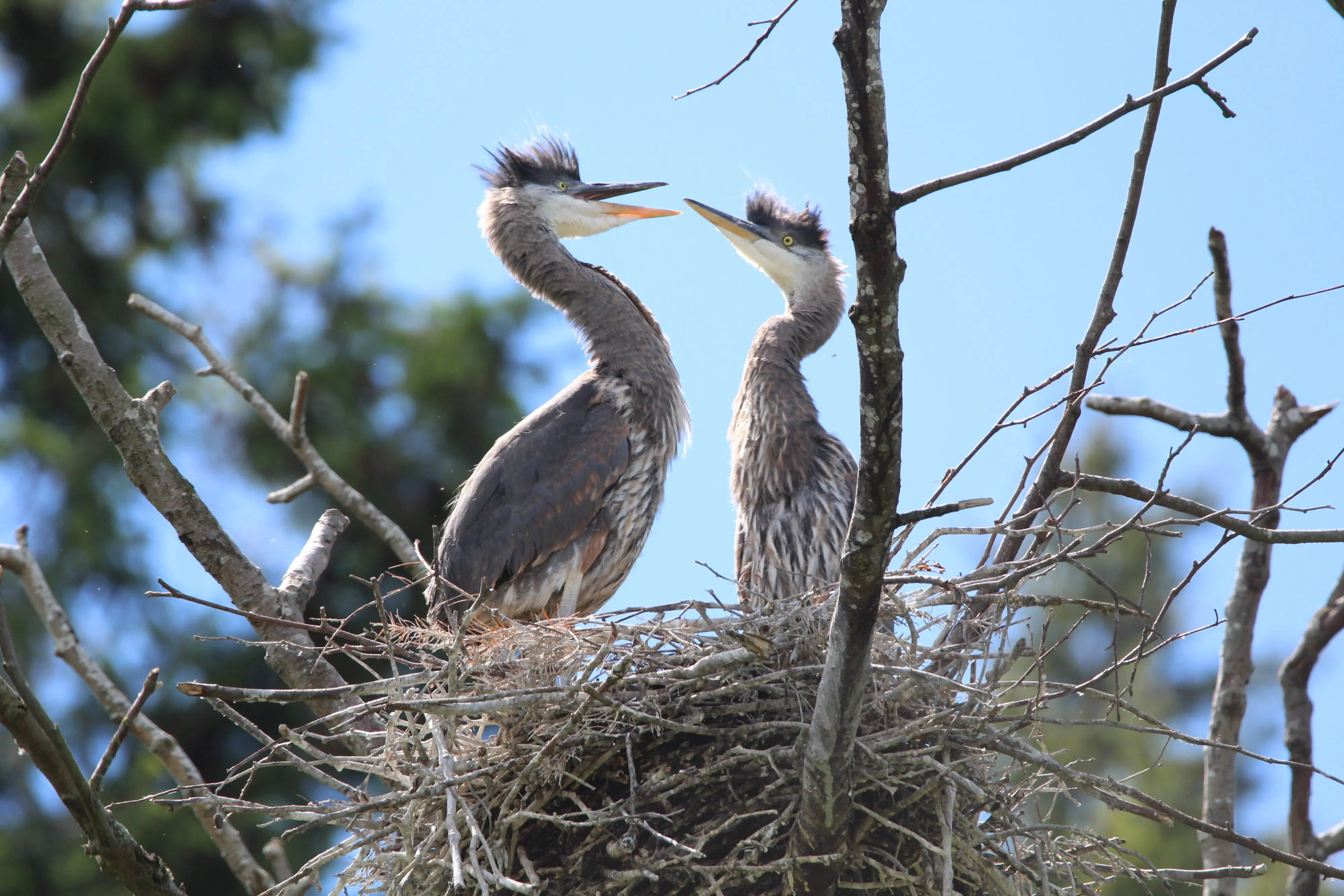 Two baby herons in a nest