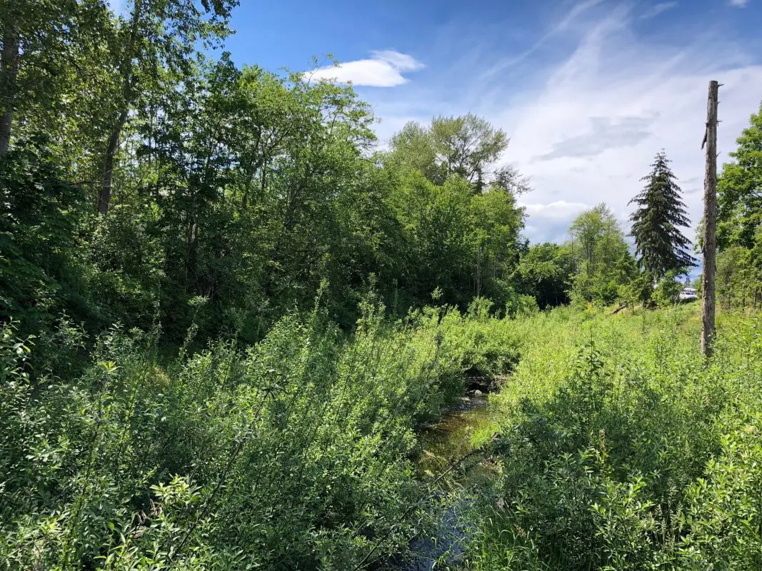 Stream flowing through trees and shrubs on a sunny day.
