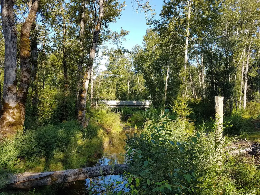Squalicum Creek on a sunny day