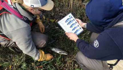 Two people using a booklet to help them identify the type of fish they are looking at.