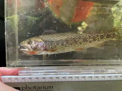 2021-08-17b-Anderson Creek Project Small silver fish with black spots being held up in a clear container.