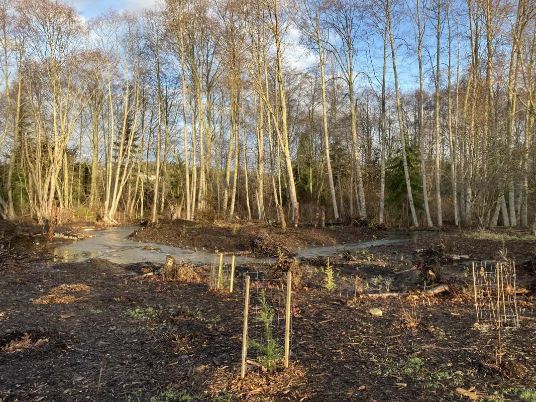 Newly planted trees in foreground next to a creek with trees in background