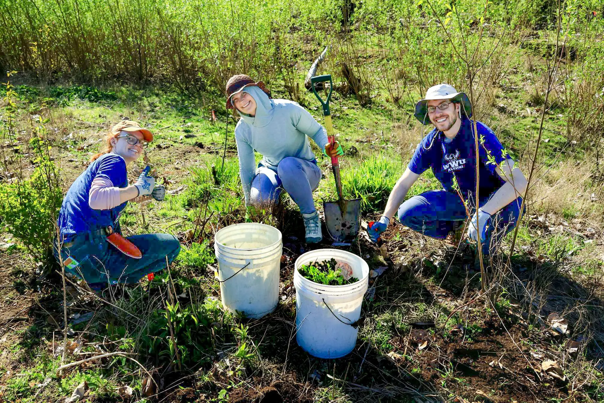 Three volunteers crouched around buckets and shovels that they are using to remove invasive plants