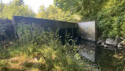 Old culvert with stream running through it and overgrown vegetation around it
