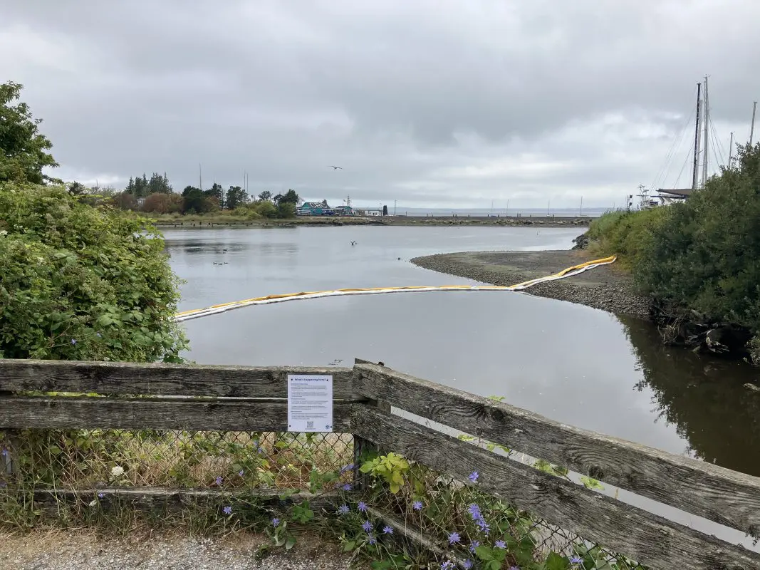 Long plastic tube across mouth of a creek