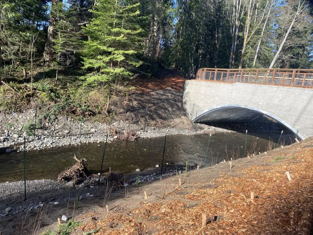 Large arch culvert with a creek flowing underneath it and recently planted plants in the foreground