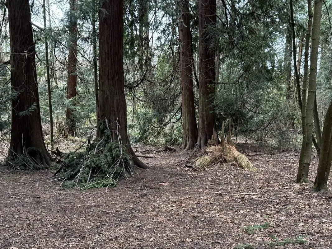 A forest