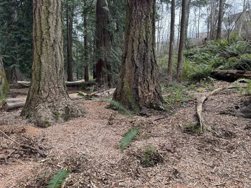 A forest