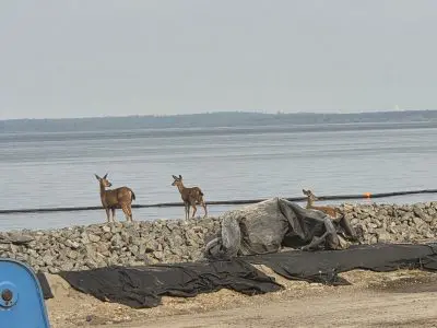 3 deer on shoreline at construction site