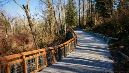 A trail through woods