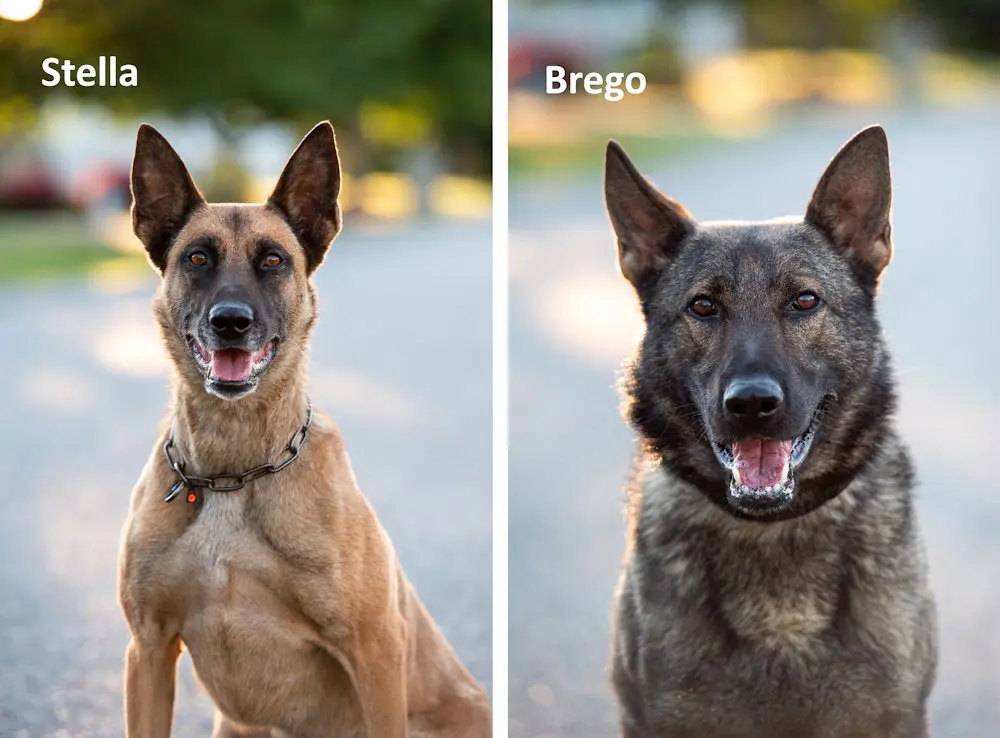 Two Police K9s
