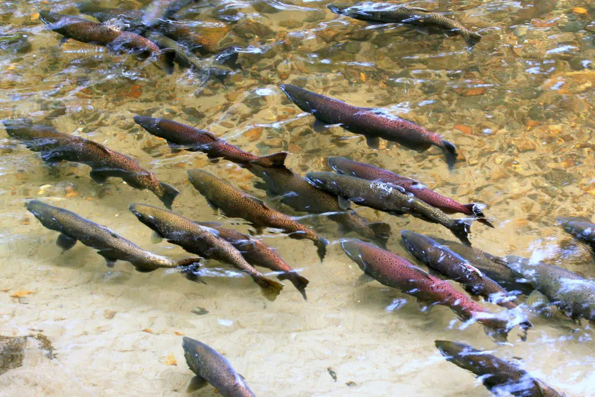 Adult salmon in a river