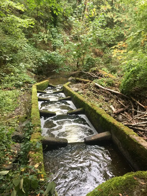 5-step concrete fish ladder in a stream.
