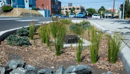 A storm drain in the middle of a rain garden that is in between the street and sidewalk