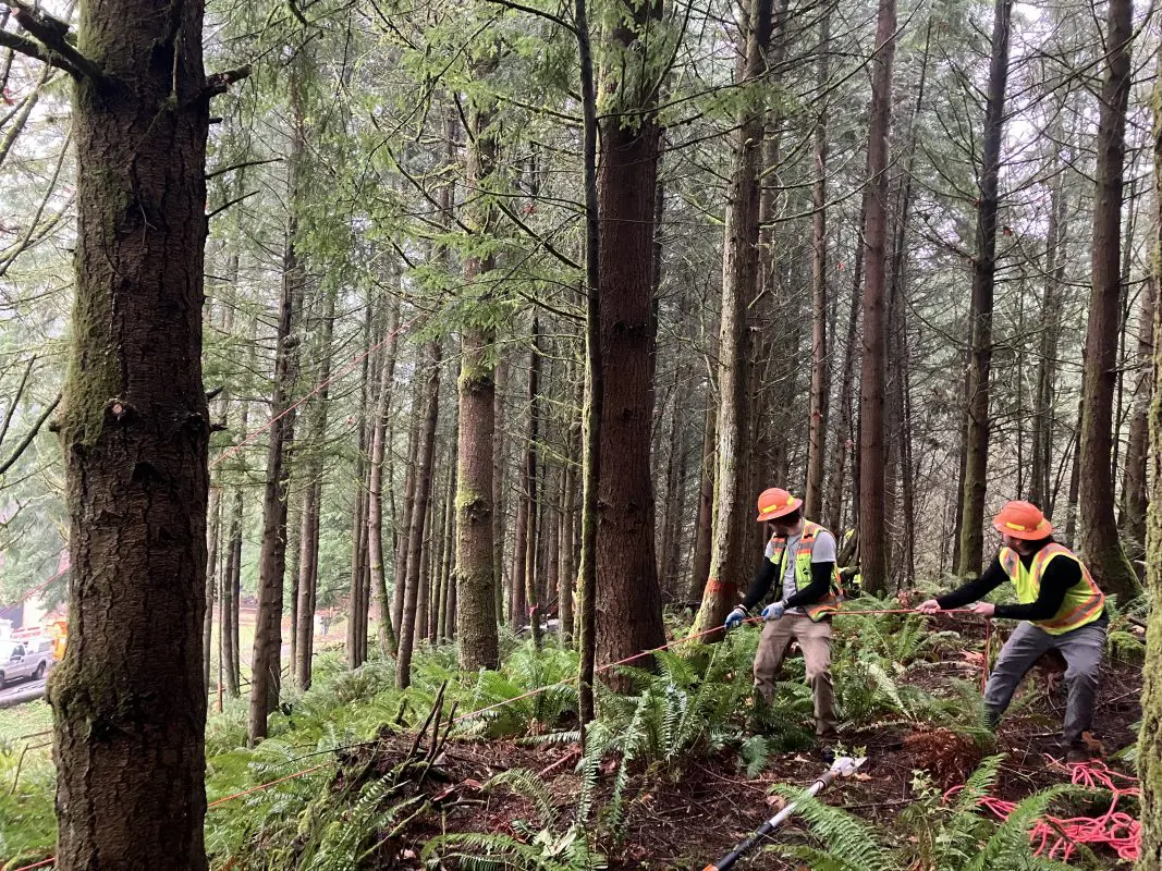 Staff using pully system on trees