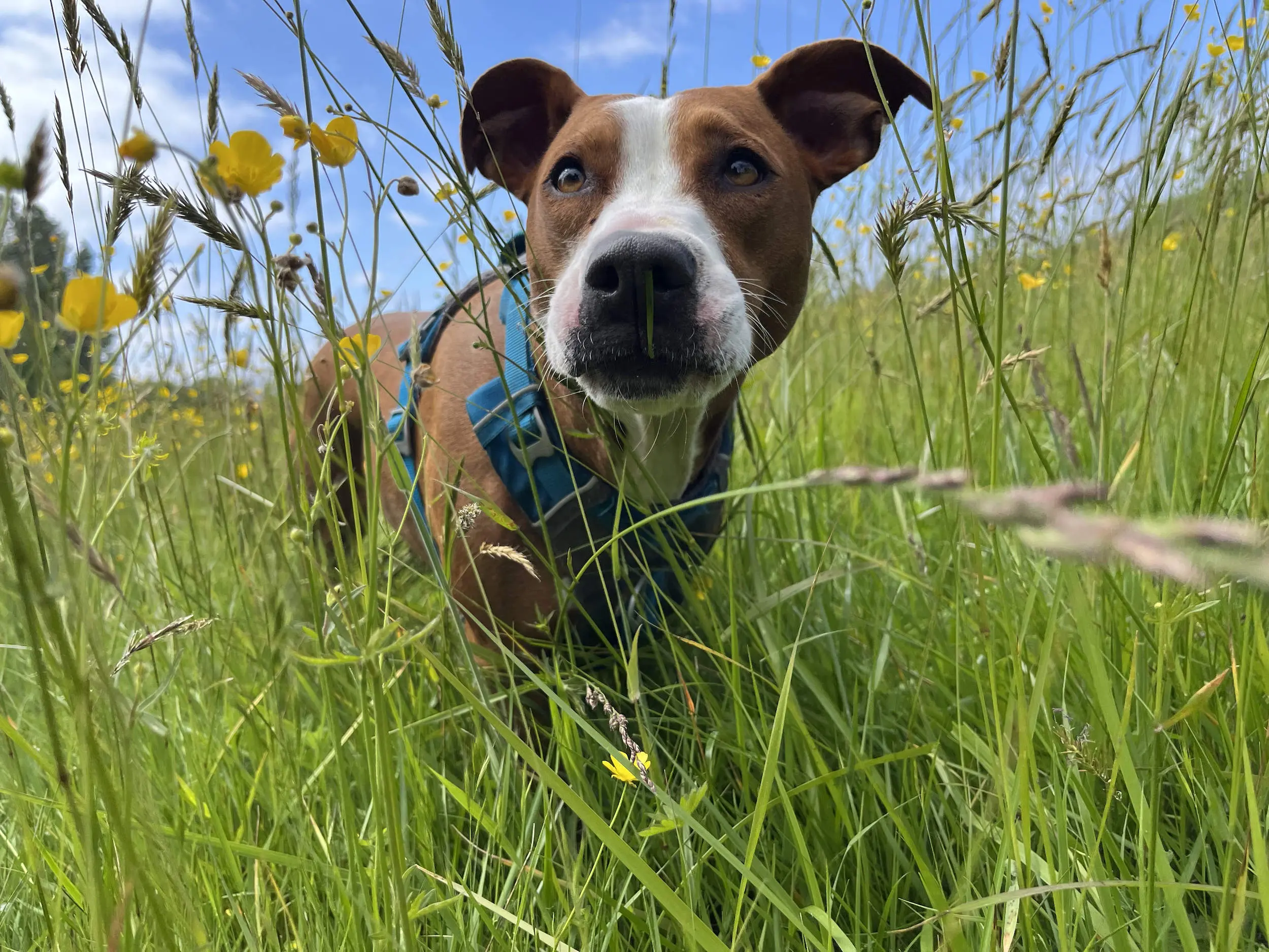 A dog in tall grass