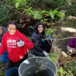 Four volunteers removing invasive plants next to stream.