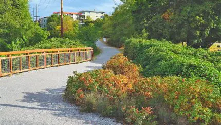 Gravel trail on a sunny day with plants on either side.