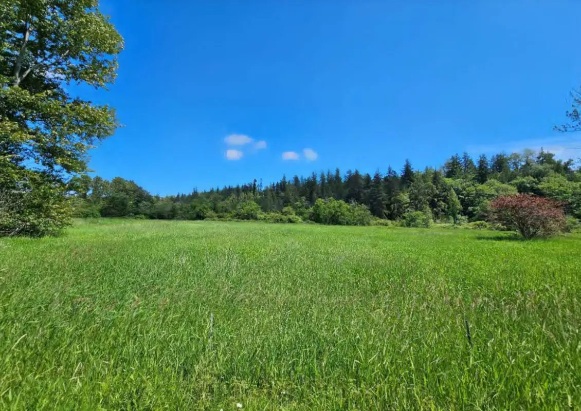 Open grass field with trees in background