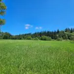 Open grass field with trees in background