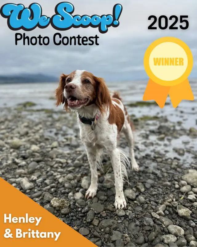 Small white and brown dog standing on rocky shore with water in the background and text that says We Scoop Photo Contest Winner: Paisley & Marissa
