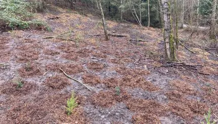 Newly planted trees with mulch rings around them