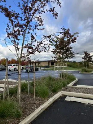 Parking lot with trees