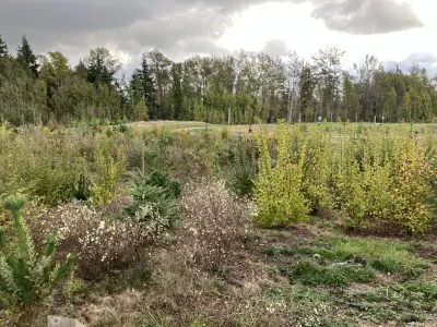 Meadow with walking paths