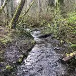 Stream in a forest