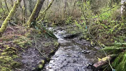 Stream in a forest