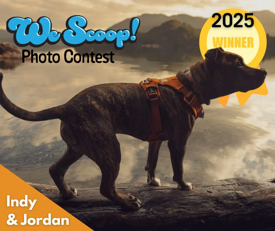 Mid-size multi-colored dog standing on a log with a lake in the background with text that says We Scoop Photo Contest Winner: Indy & Jordan