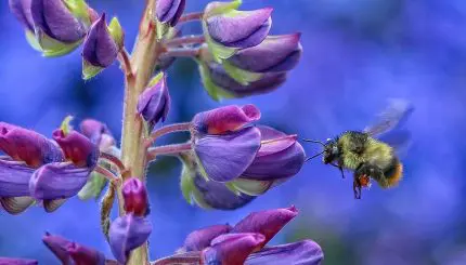 A close-up photo of a bee next to a purple lupine flower.