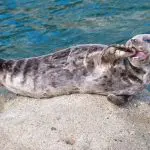 A seal lounges on a rock
