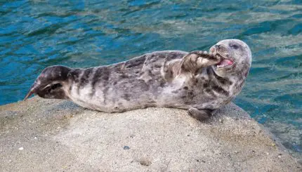 A seal lounges on a rock