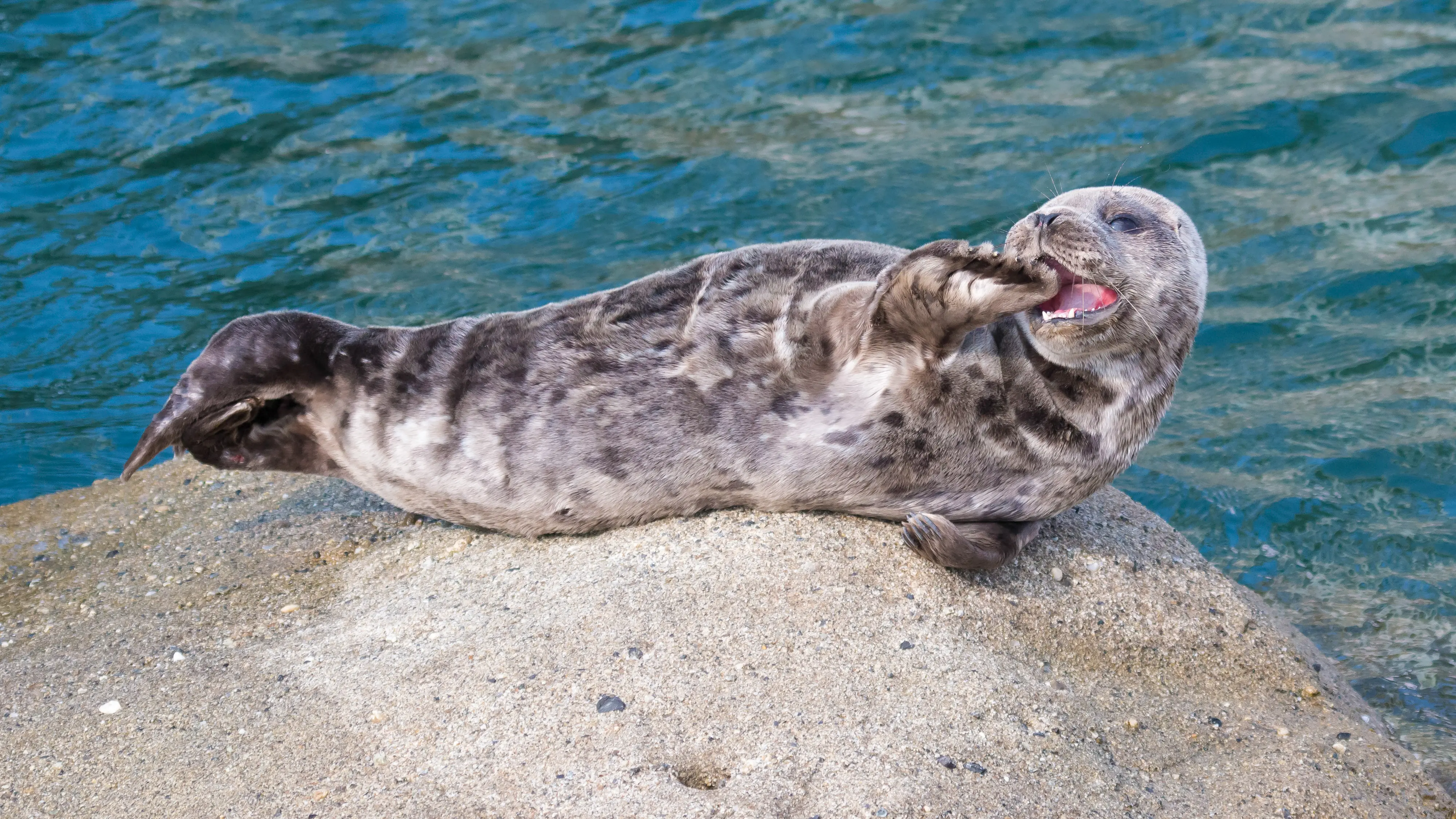 A seal lounges on a rock