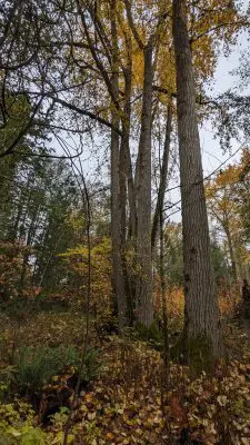 Trees and undergrowth on a Greenways property