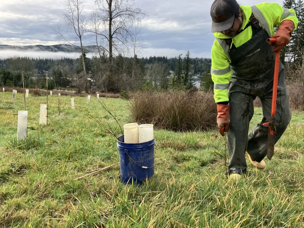 Staff planting tree with lake in background