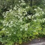 flowering poison hemlock on side of parking lot