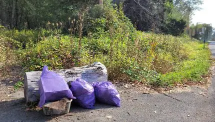 Purple bags full of trash sitting next to road.