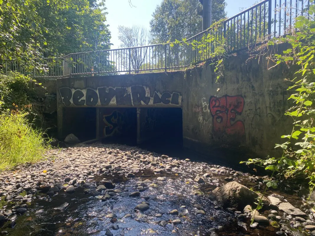 Stream going through cement culvert covered in graffiti with overgrown blackberry