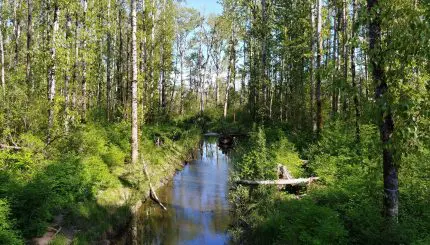 Creek running through a forest on a sunny day