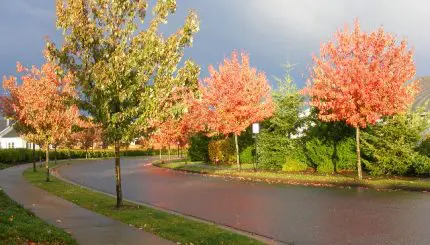 Trees on a sunny day along a road and sidewalk