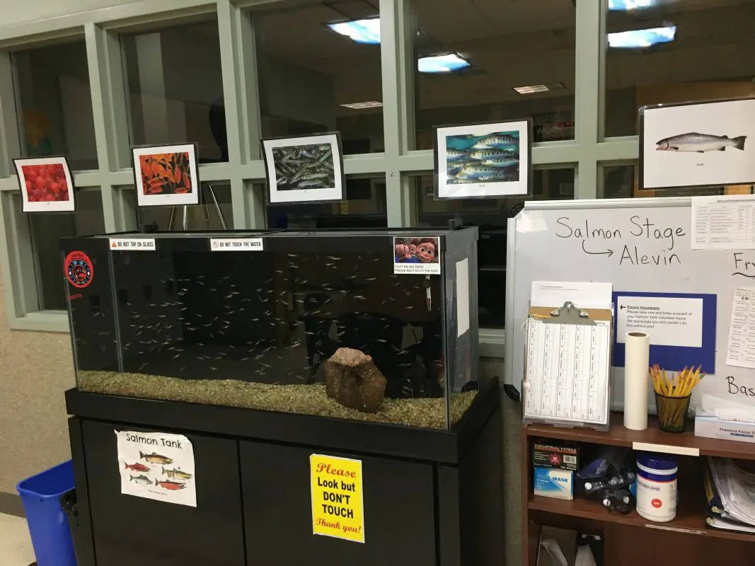 Fish aquarium in a classroom