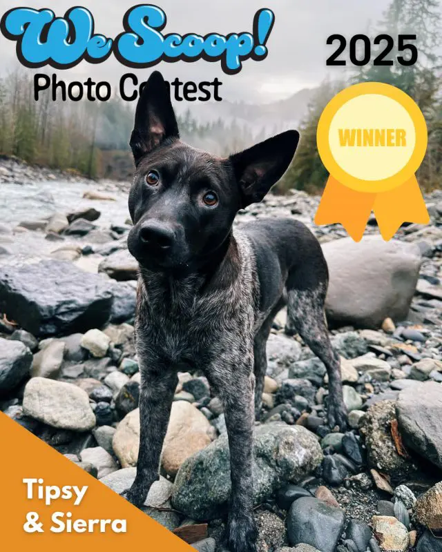 Black and gray dog standing in rocks next to river with text that says We Scoop Photo Contest Winner: Paisley & Marissa