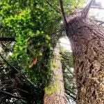 Looking up the side of a large evergreen tree.